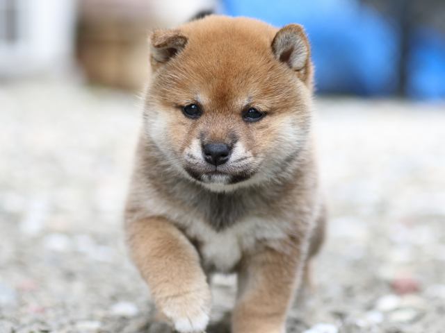 FP5A9726-puppy FP5A9726-puppy
