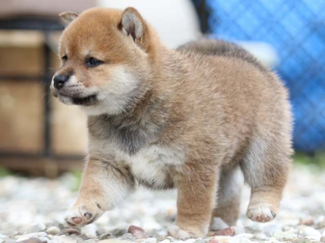 FP5A9746-puppy FP5A9746-puppy