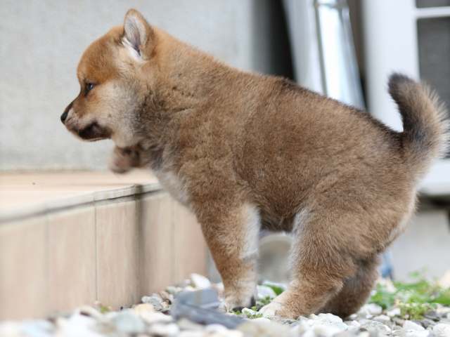 FP5A9764-puppy FP5A9764-puppy