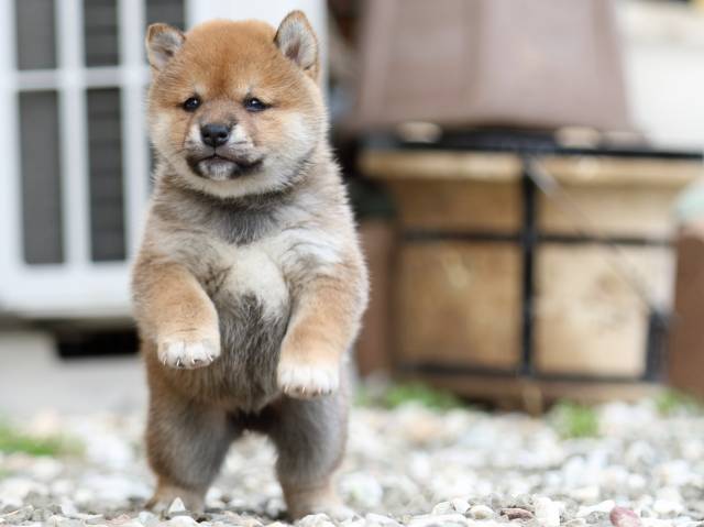 FP5A9775-puppy FP5A9775-puppy