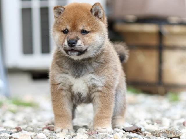 FP5A9781-puppy FP5A9781-puppy