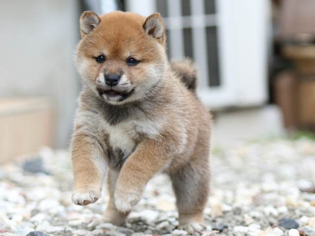 FP5A9791-puppy FP5A9791-puppy