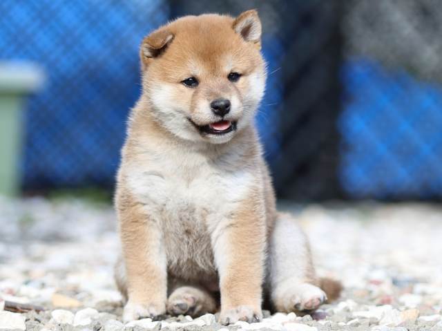 FP5A9844-puppy FP5A9844-puppy