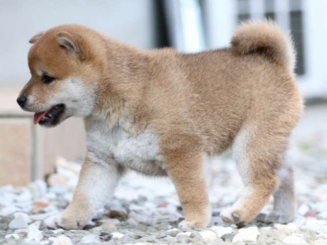 FP5A9869-puppy FP5A9869-puppy