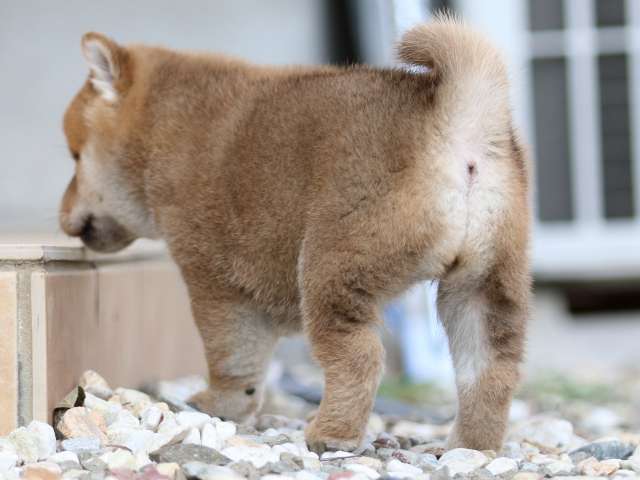 FP5A9924-puppy FP5A9924-puppy