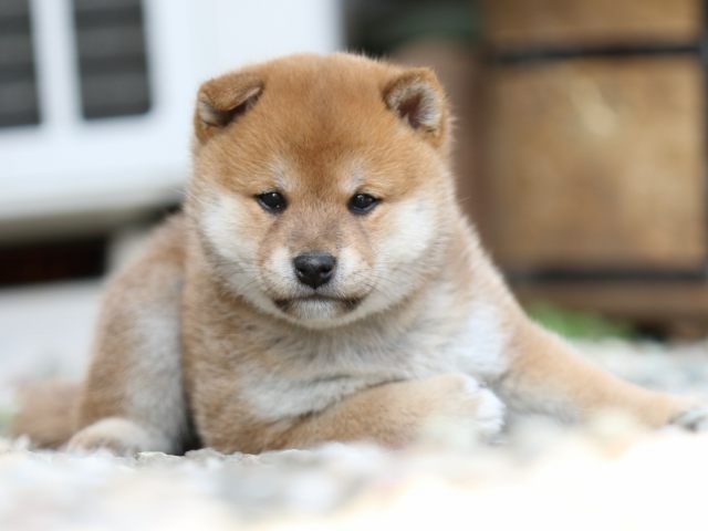FP5A9970-puppy FP5A9970-puppy