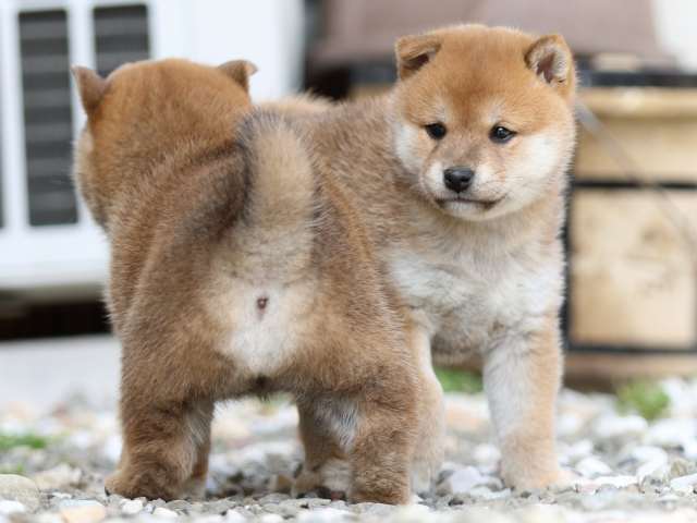 FP5A9974-puppy FP5A9974-puppy