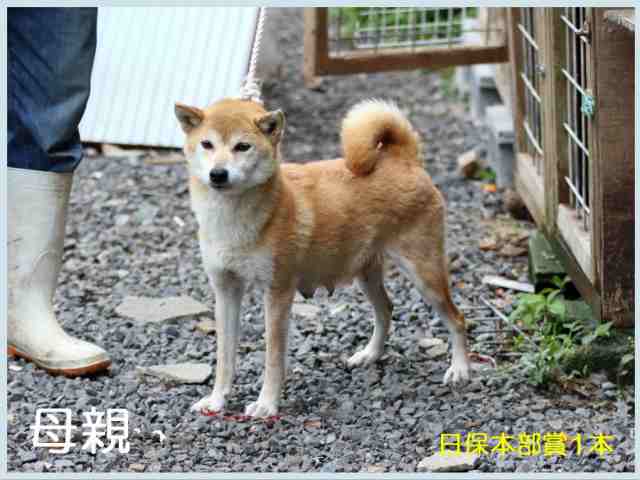 神武の鈴姫号 神武の鈴姫号