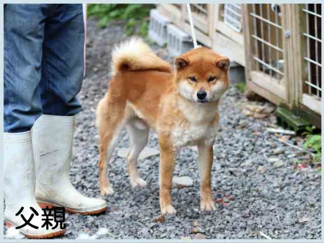 豊後鈴春号 豊後鈴春号