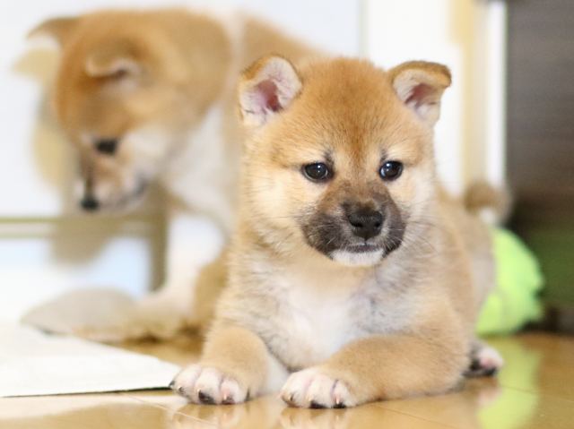 FP5A0220-puppy FP5A0220-puppy