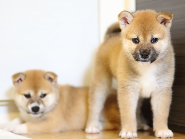 FP5A0268-puppy FP5A0268-puppy