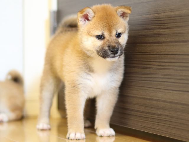 FP5A0274-puppy FP5A0274-puppy