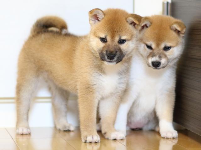 FP5A0460-puppy FP5A0460-puppy