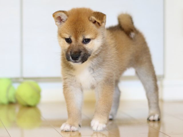 FP5A0509-puppy FP5A0509-puppy