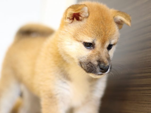 FP5A0529-puppy FP5A0529-puppy