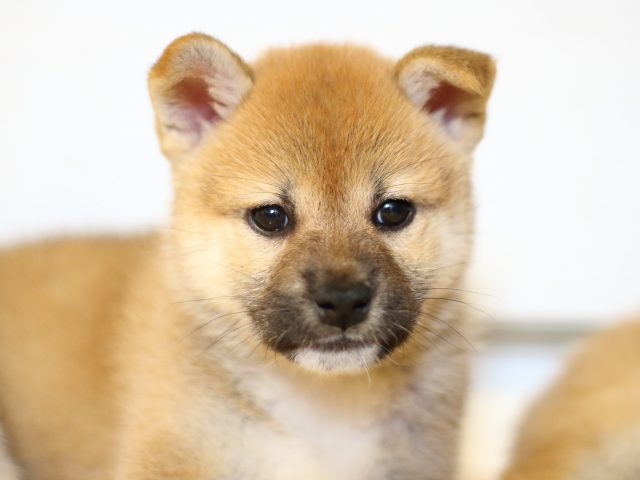 FP5A0547-puppy FP5A0547-puppy