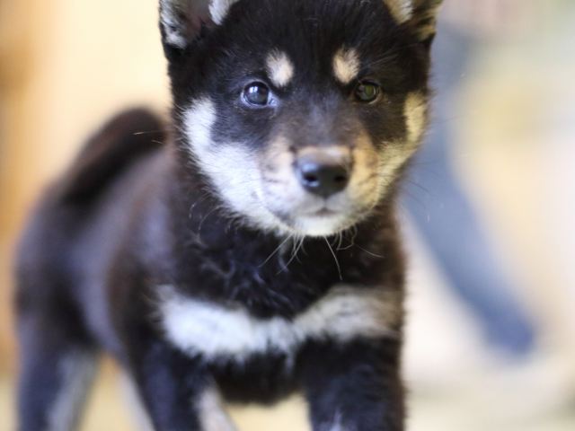 FP5A0566-puppy FP5A0566-puppy