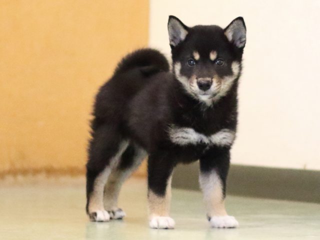 FP5A0624-puppy FP5A0624-puppy