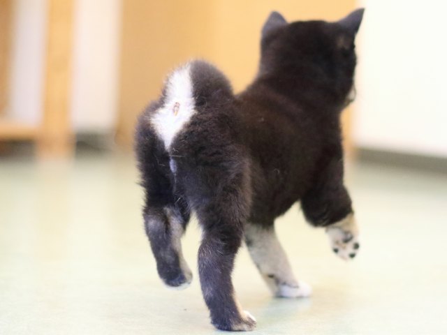 FP5A0651-puppy FP5A0651-puppy