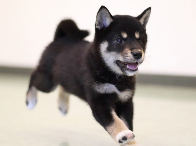 FP5A0754-puppy FP5A0754-puppy