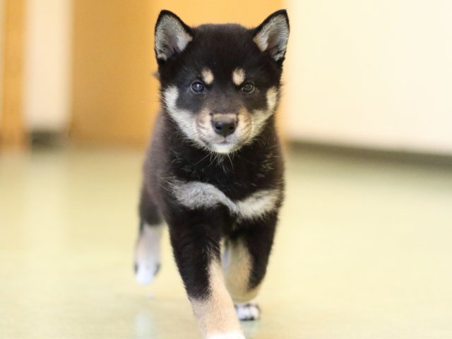FP5A0783-puppy FP5A0783-puppy