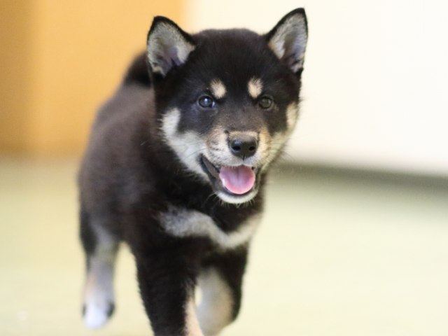 FP5A0801-puppy FP5A0801-puppy