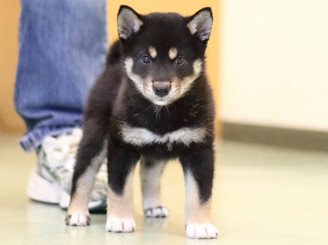 FP5A0863-puppy FP5A0863-puppy