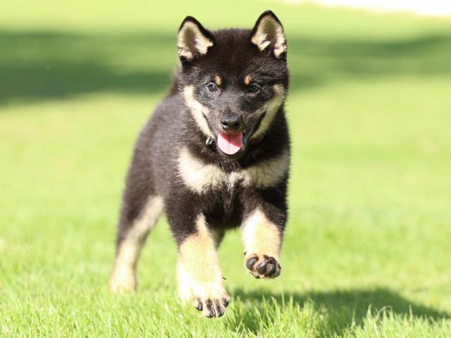 FP5A2054-puppy FP5A2054-puppy