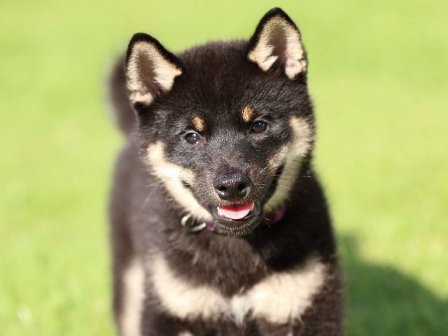 FP5A2061-puppy FP5A2061-puppy