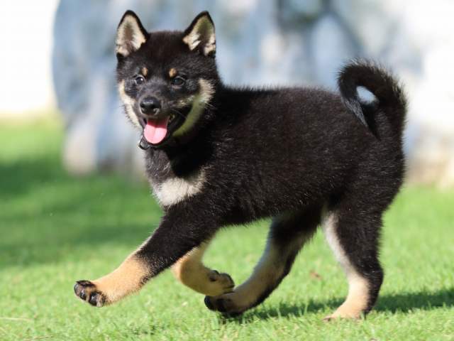FP5A2065-puppy FP5A2065-puppy