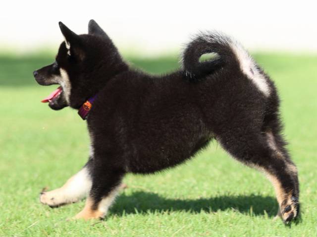 FP5A2074-puppy FP5A2074-puppy