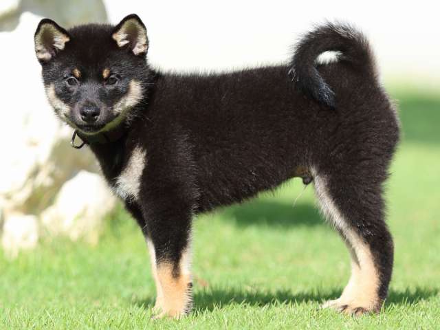FP5A2082-puppy FP5A2082-puppy