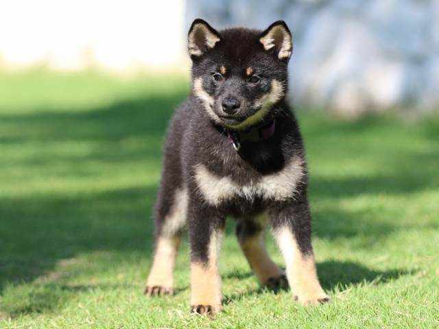 FP5A2183-puppy FP5A2183-puppy