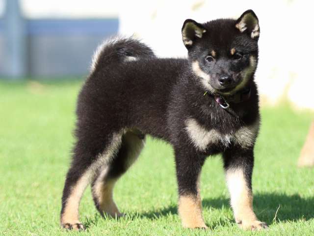 FP5A2193-puppy FP5A2193-puppy