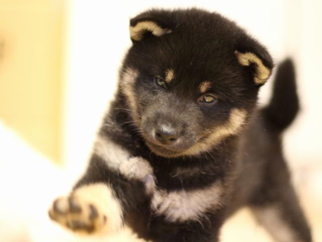FP5A2383-puppy FP5A2383-puppy
