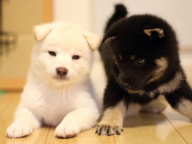 FP5A2417-puppy FP5A2417-puppy