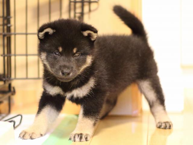 FP5A2459-puppy FP5A2459-puppy