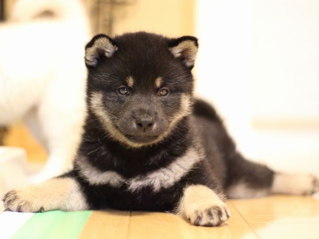 FP5A2468-puppy FP5A2468-puppy