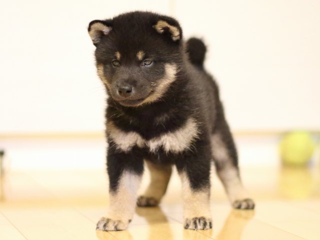 FP5A2492-puppy FP5A2492-puppy