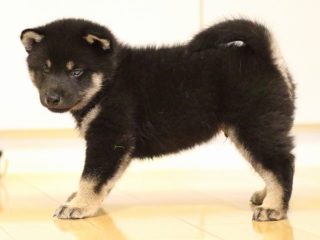 FP5A2496-puppy FP5A2496-puppy