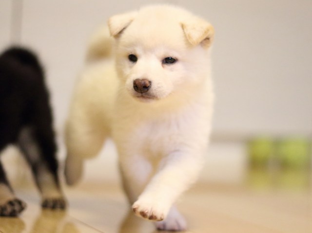 FP5A2514-puppy FP5A2514-puppy