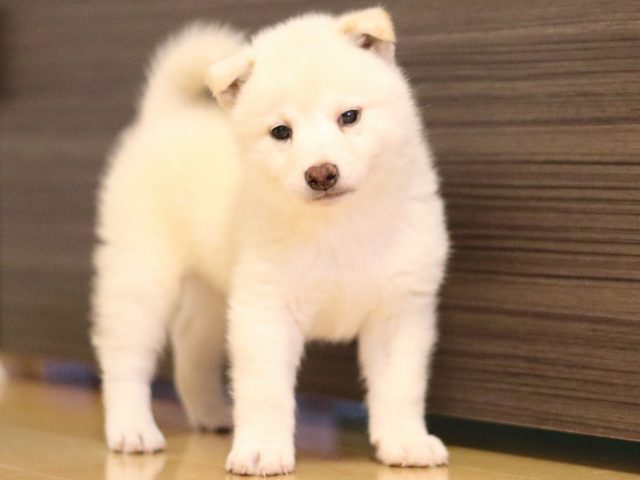 FP5A2530-puppy FP5A2530-puppy