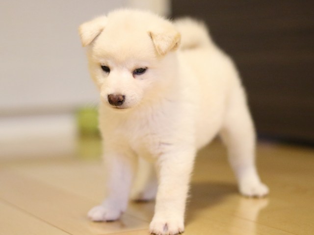 FP5A2537-puppy FP5A2537-puppy