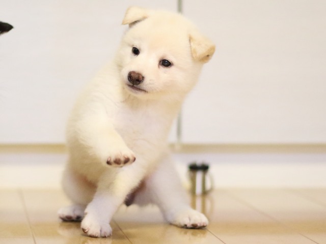 FP5A2552-puppy FP5A2552-puppy