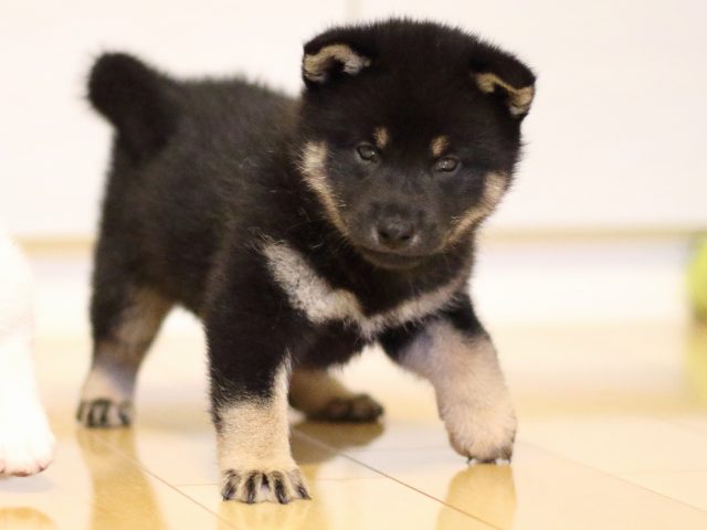 FP5A2599-puppy FP5A2599-puppy