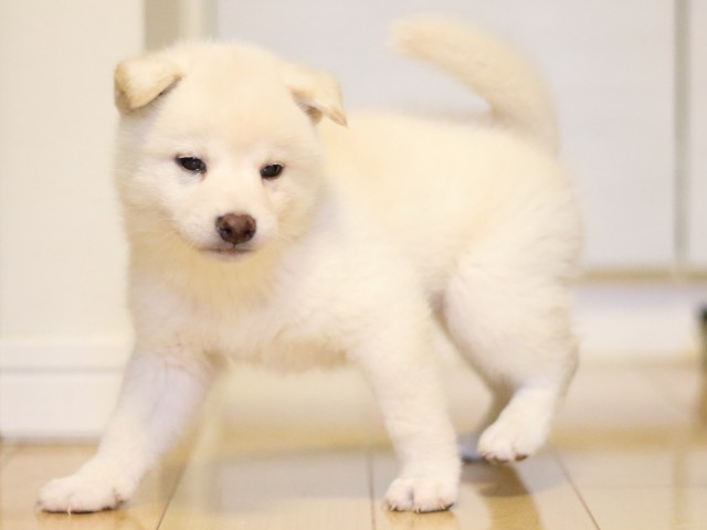 FP5A2610-puppy FP5A2610-puppy