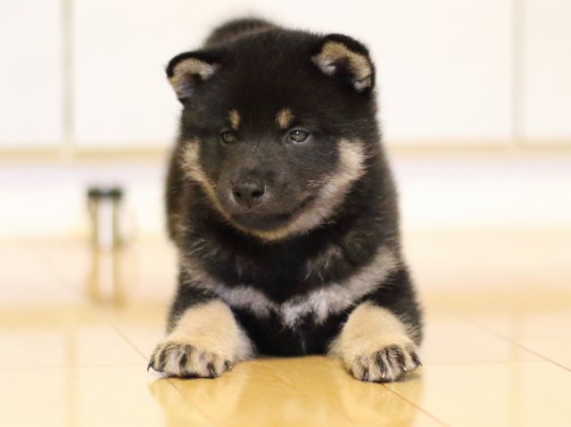 FP5A2615-puppy FP5A2615-puppy