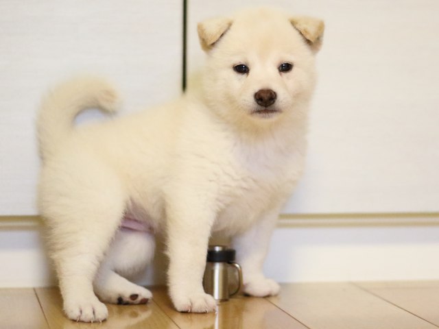 FP5A2641-puppy FP5A2641-puppy