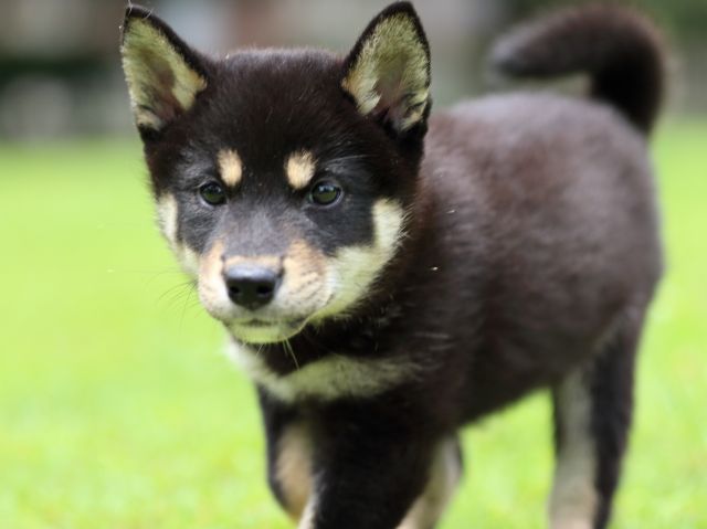 FP5A5633-puppy FP5A5633-puppy