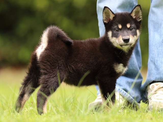 FP5A5693-puppy FP5A5693-puppy
